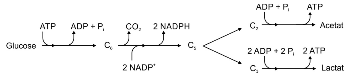 Schematische Darstellung: Glukose → C6 → C5 mit CO2/NADPH; Aufspaltung zu Acetat (C2) und Lactat (C3) mit ATP-Bildung.